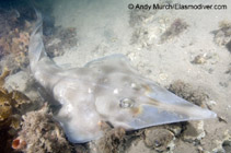 Image of Aptychotrema rostrata (Eastern shovelnose ray)