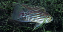 Image of Apistogramma rubrolineata 