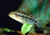 Image of Apistogramma rubrolineata 