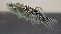 Image of Apricaphanius saourensis (Sahara aphanius)