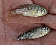 Image of Apricaphanius saourensis (Sahara aphanius)