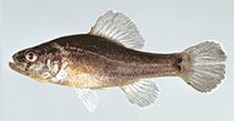 Image of Aphredoderus sayanus (Pirate perch)