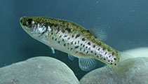 Image of Esmaeilius shirini (Shirin tooth-carp)