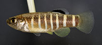 Image of Esmaeilius shirini (Shirin tooth-carp)