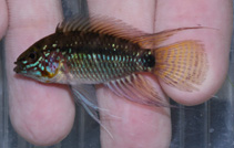 Image of Apistogramma similis 