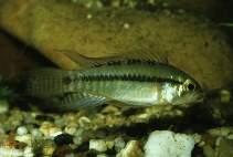 Image of Apistogramma staecki 