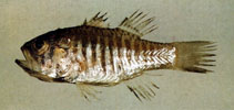 Image of Jaydia striata 