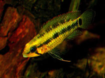 Image of Apistogramma velifera 