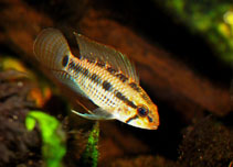 Image of Apistogramma velifera 