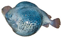 Image of Aptocyclus ventricosus (Smooth lumpsucker)