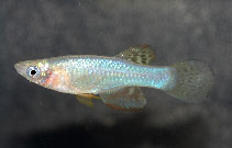 Image of Lacustricola vitschumbaensis (Bitschumbi lampeye)