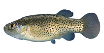 Image of Esmaeilius vladykovi (Veladykov’s tooth-carp)