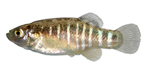 Image of Esmaeilius vladykovi (Veladykov’s tooth-carp)