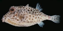 Image of Kentrocapros aculeatus 