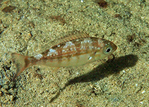 Image of Argyrozona argyrozona (Carpenter seabream)