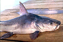 Image of Ariopsis assimilis (Mayan sea catfish)