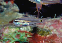 Image of Taeniamia bilineata 