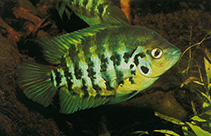 Image of Archocentrus centrarchus (Flier cichlid)