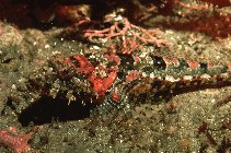 Image of Artedius corallinus (Coralline sculpin)