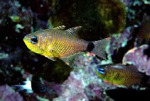 Image of Taeniamia fucata (Orangelined cardinalfish)