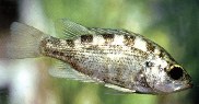 Image of Archoplites interruptus (Sacramento perch)