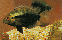 Image of Herotilapia multispinosa (Rainbow cichlid)