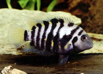 Image of Amatitlania nigrofasciata (Convict cichlid)