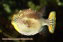 Image of Aracana ornata (Ornate cowfish)