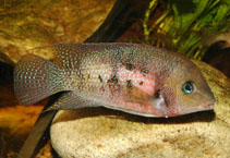 Image of Panamius panamensis 