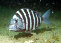 Image of Archosargus probatocephalus (Sheepshead)