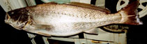 Image of Argyrosomus regius (Meagre)