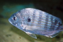 Image of Archosargus rhomboidalis (Western Atlantic seabream)