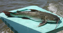 Image of Hexanematichthys sagor (Sagor catfish)