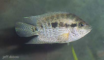 Image of Rocio spinosissima 