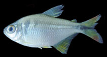 Image of Psalidodon bockmanni 