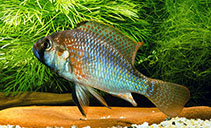 Image of Astatotilapia burtoni 