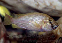 Image of Astatotilapia calliptera (Eastern happy)