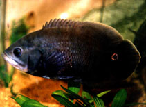 Image of Astronotus crassipinnis 