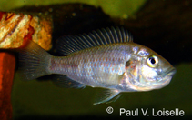 Image of Astatotilapia flaviijosephi 