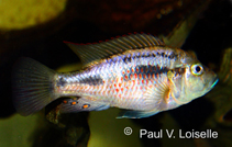 Image of Astatotilapia flaviijosephi 