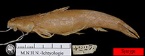 Image of Astroblepus grixalvii 