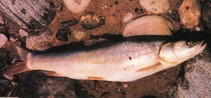 Image of Aspiorhynchus laticeps (Big-head schizothoracin)