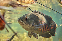 Image of Astronotus mikoljii (Mikolji\