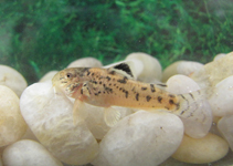 Image of Aspidoras raimundi (Ceara bulldog cory)