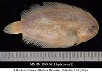 Image of Aseraggodes sinusarabici 