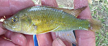 Image of Astatotilapia tweddlei 