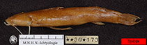 Image of Astroblepus ubidiai 