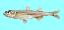 Image of Atherina boyeri (Big-scale sand smelt)