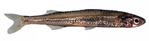 Image of Atherinosoma elongatum (Elongate hardyhead)