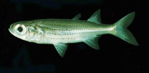 Image of Atherinomorus endrachtensis (Eendracht Land silverside)